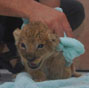 Golden retriever feeds baby African lions