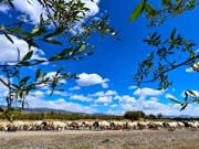 Greening desert, Beautiful China - World Day to Combat Desertification Special