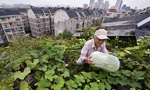 Urban farmers in China