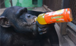 China’s zoo animals keeping cool in summer heat