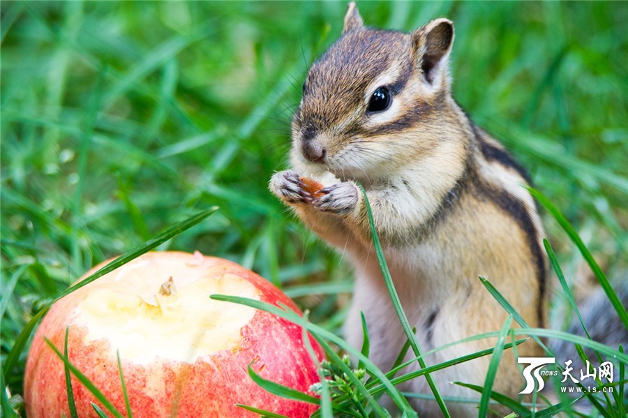 Lovely squirrels in the park