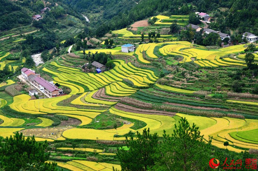 Shaanxi: Harvest is as beautiful as a picture