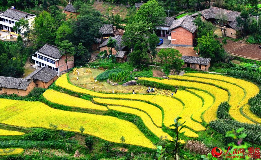 Shaanxi: Harvest is as beautiful as a picture