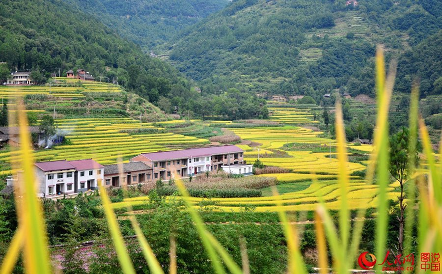 Shaanxi: Harvest is as beautiful as a picture