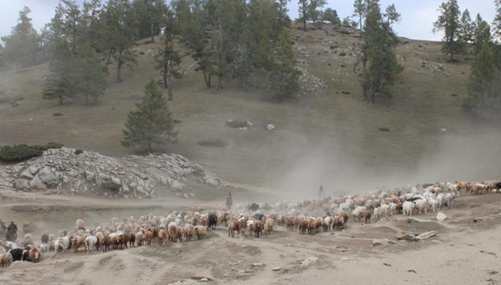 Spectacular migration of herdsmen in Xinjiang