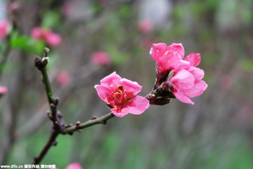 Peach trees in full blossom in autumn