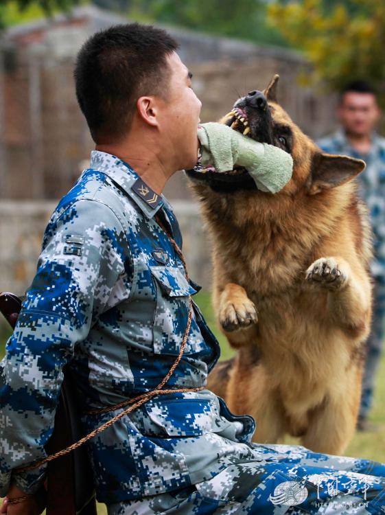 Military dogs of PLA Air Force in training