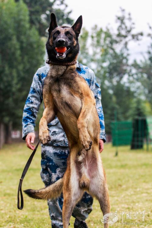 Military dogs of PLA Air Force in training