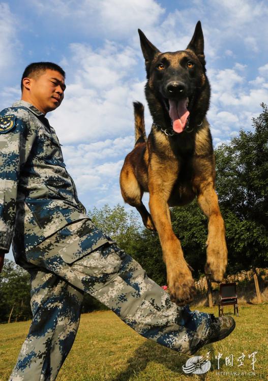 Military dogs of PLA Air Force in training