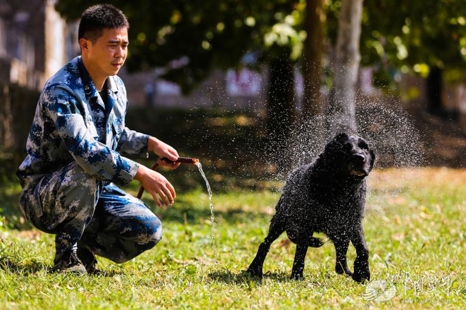 Military dogs of PLA Air Force in training