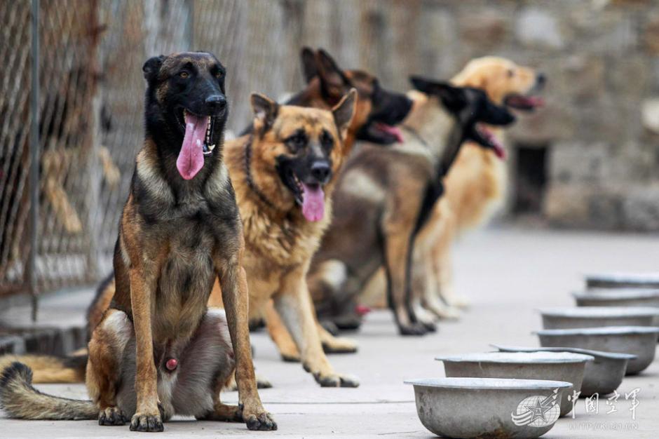 Military dogs of PLA Air Force in training