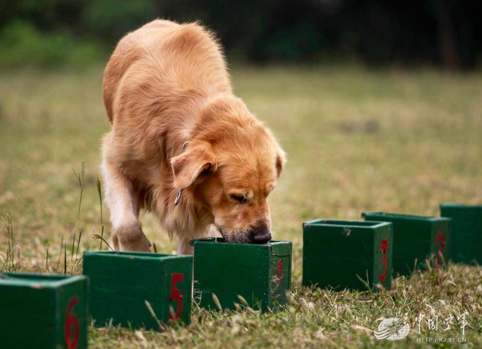 Military dogs of PLA Air Force in training