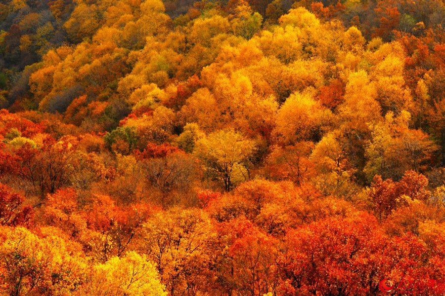 Picturesque autumn scenery in N China 