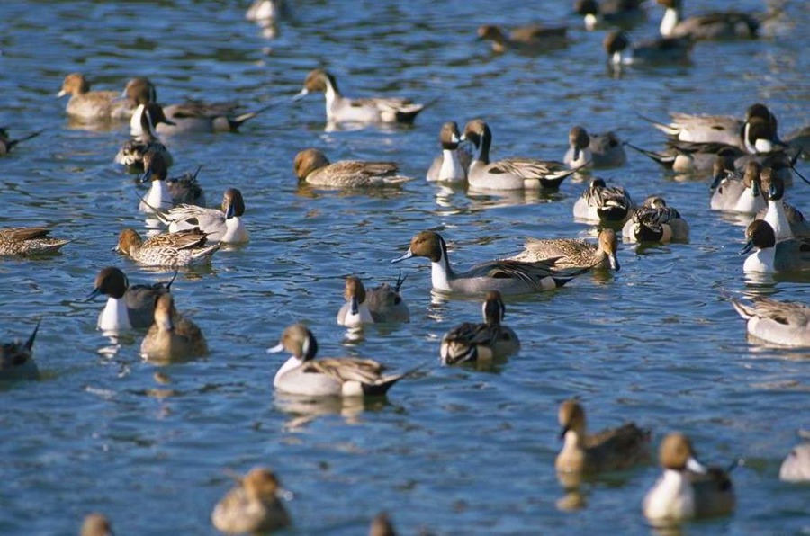 70% of Middle Reach Yangtze Wetlands Gone