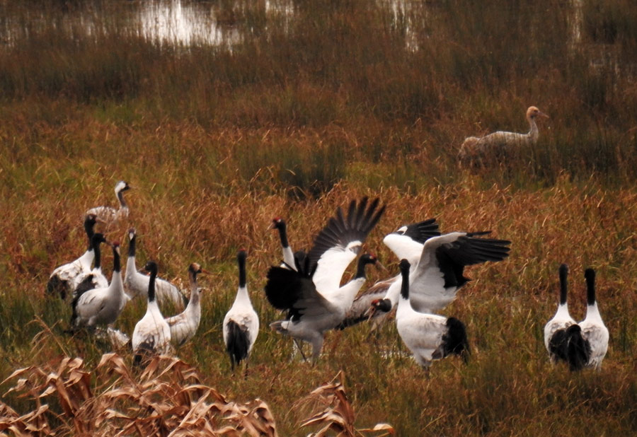 Caohai Plateau Wetland receives first batch of migratory birds in 2015