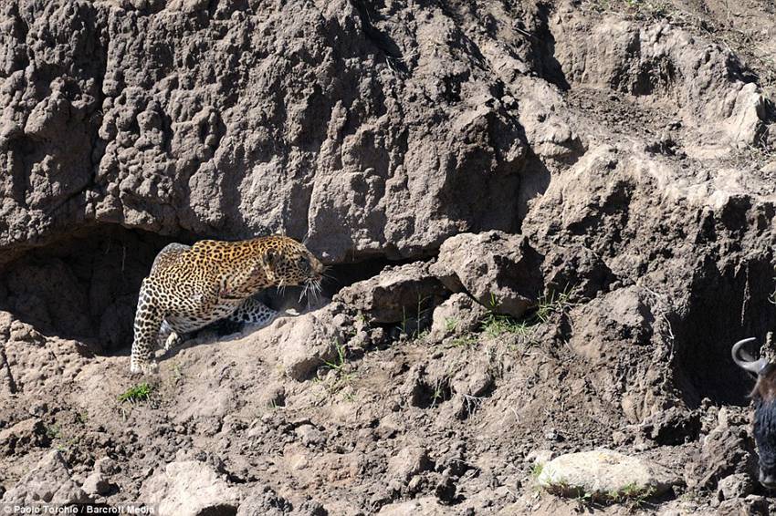 Paolo Torchio photographs a leopard pouncing on a wildebeest in Kenya