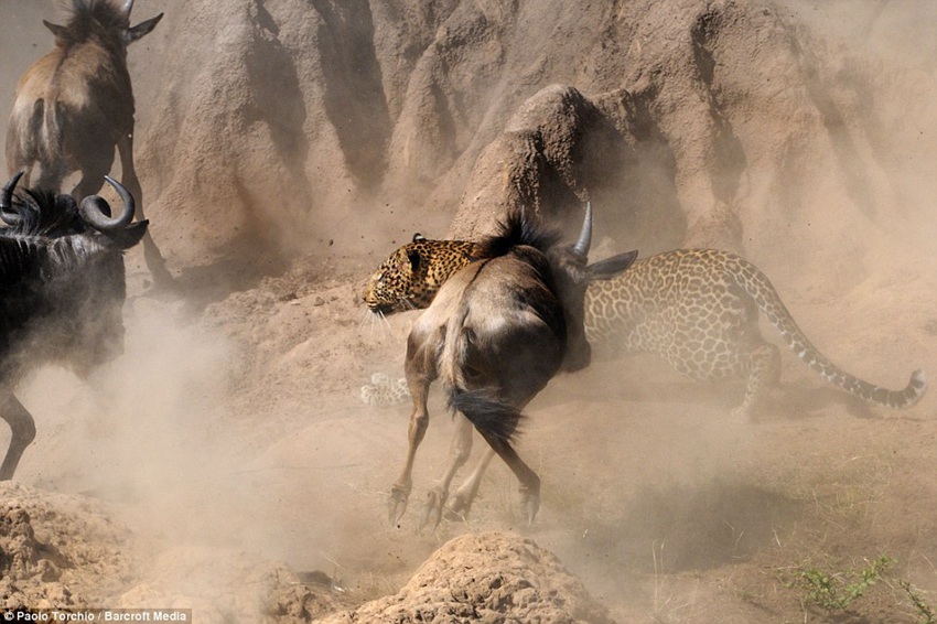 Paolo Torchio photographs a leopard pouncing on a wildebeest in Kenya