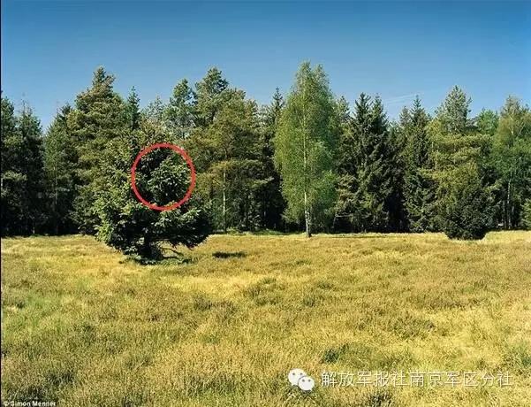 Can you find out the sniper hiding in camouflage?