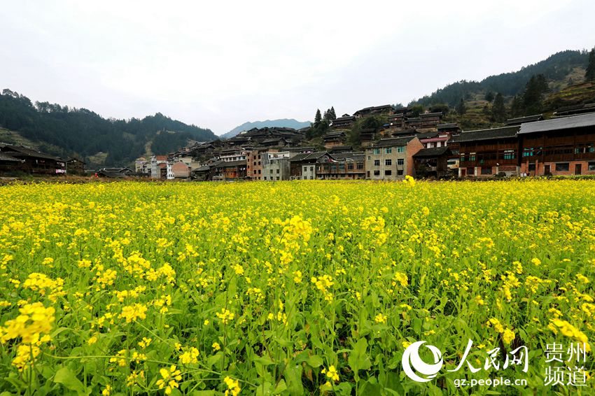 Spring flowers bloom in Guizhou