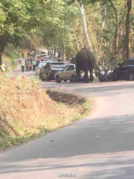 Wild elephant wanders onto Chinese tourist road, damages dozen cars