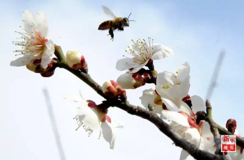 Flowers decorate early spring in S China