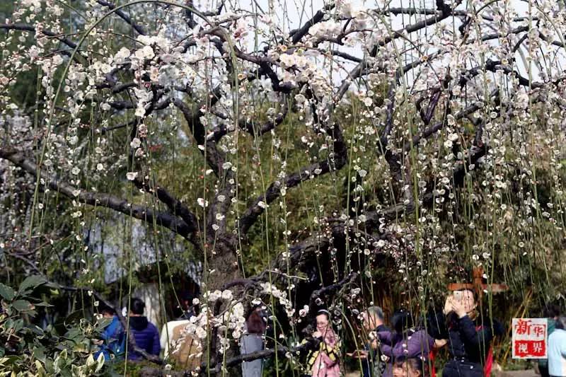 Flowers decorate early spring in S China