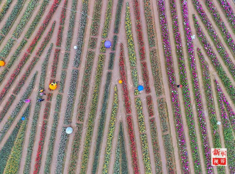 Flowers decorate early spring in S China