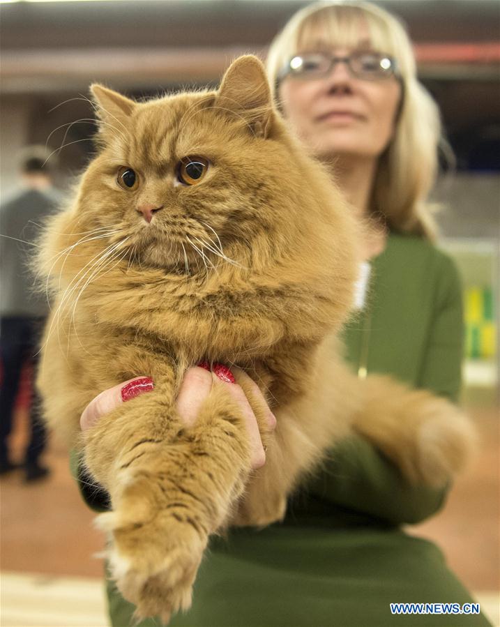 Int'l cat show held in Lithuania