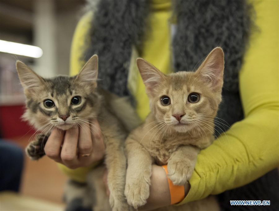 Int'l cat show held in Lithuania