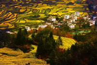 Intoxicating Wuyuan in spring