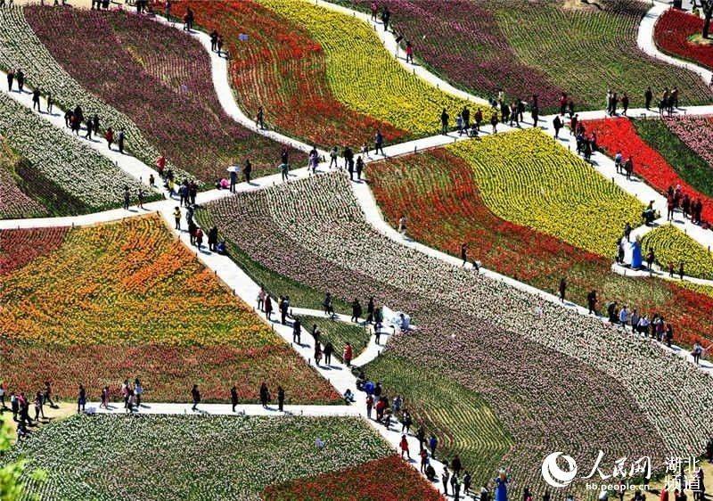 Visitors enjoy tulips blossom in C China