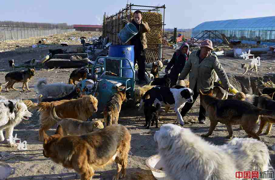 Man rescues over 5,000 abandoned dogs in three years