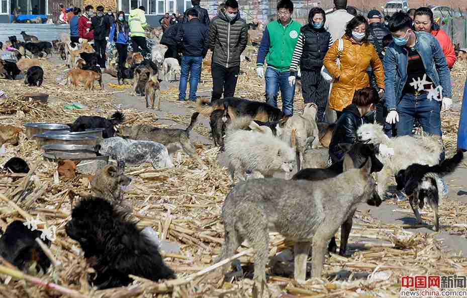 Man rescues over 5,000 abandoned dogs in three years