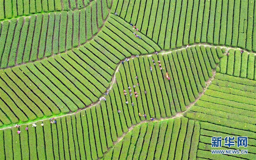 Aerial photos of tea garden in C China