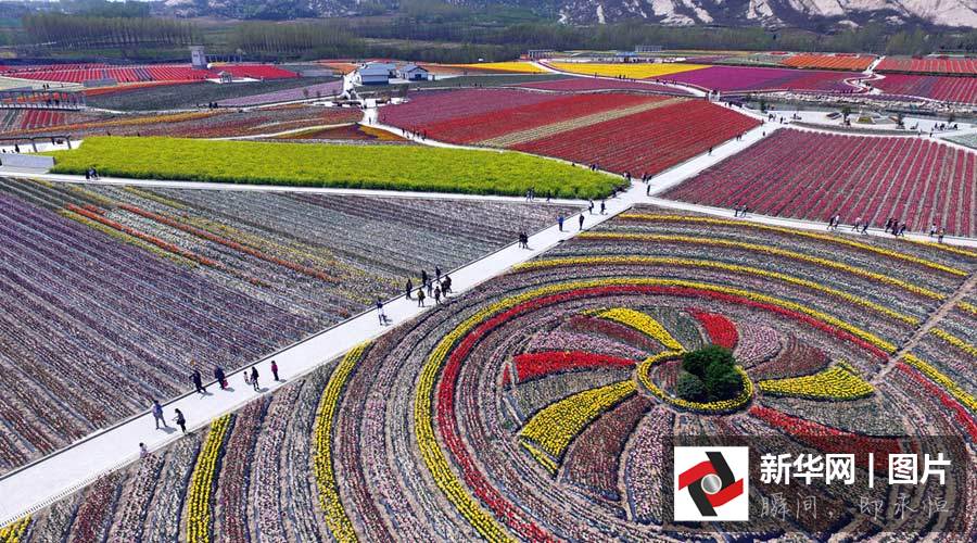 Breathtaking aerial photos of tulip blossoms in C China