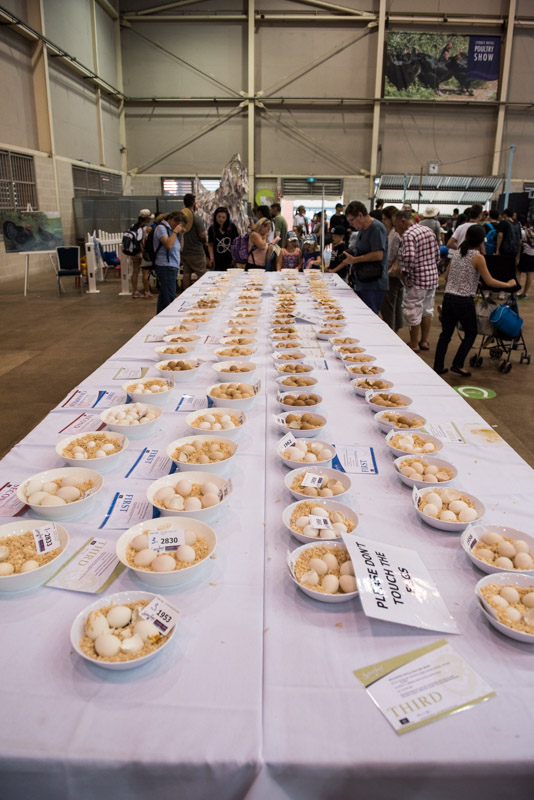 Sydney Royal Easter Show attracts 85,000 attendees 