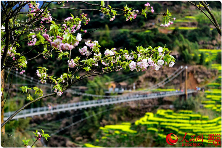 Scenery of rape blossoms in terraced fields in Jiangxi
