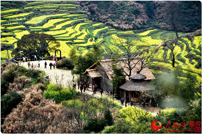 Scenery of rape blossoms in terraced fields in Jiangxi
