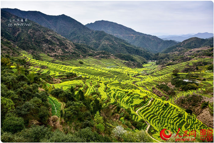 Scenery of rape blossoms in terraced fields in Jiangxi
