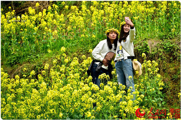 Scenery of rape blossoms in terraced fields in Jiangxi
