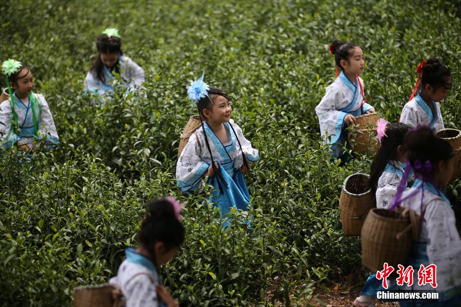 Cute girls pick tea leaves in Jiangsu