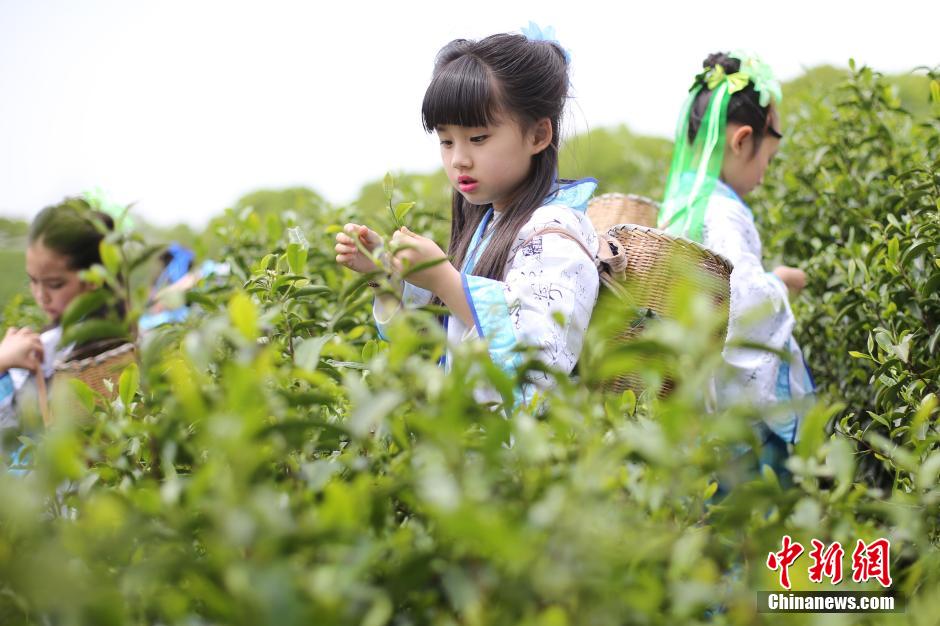 Cute girls pick tea leaves in Jiangsu