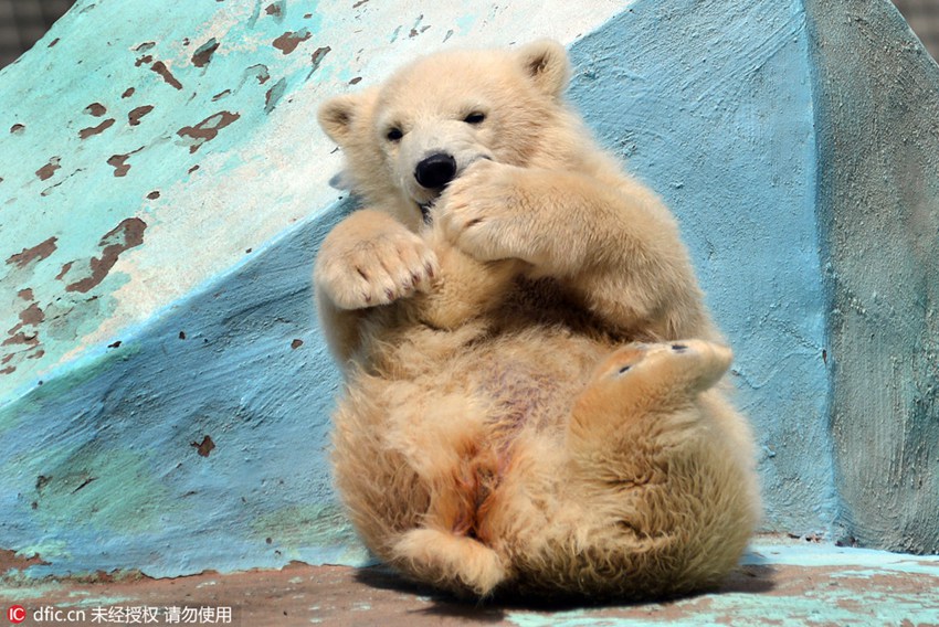 Adorable! Polar bear cub does Yoga at zoo, comes over all shy when realizing she’s being watched