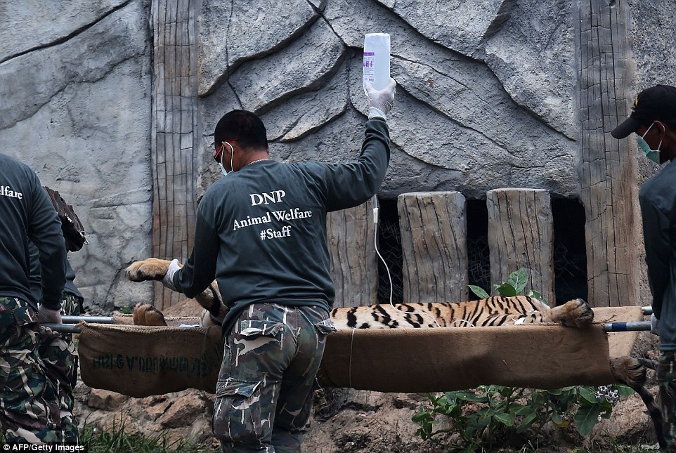 Wildlife officials crack down on Thailand tiger trade: Three big cats removed from Buddhist temple accused of illegally breeding, trafficking and drugging them for tourist shows