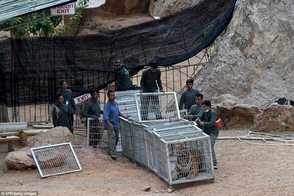 Wildlife officials crack down on Thailand tiger trade: Three big cats removed from Buddhist temple accused of illegally breeding, trafficking and drugging them for tourist shows