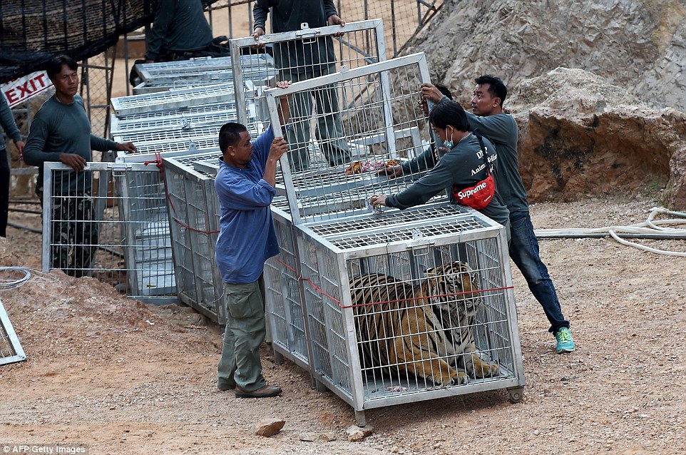 Wildlife officials crack down on Thailand tiger trade: Three big cats removed from Buddhist temple accused of illegally breeding, trafficking and drugging them for tourist shows