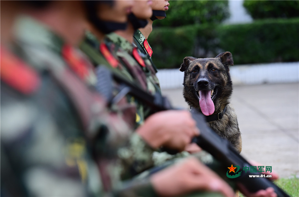 Guangdong border armed police force conducts actual combat contest