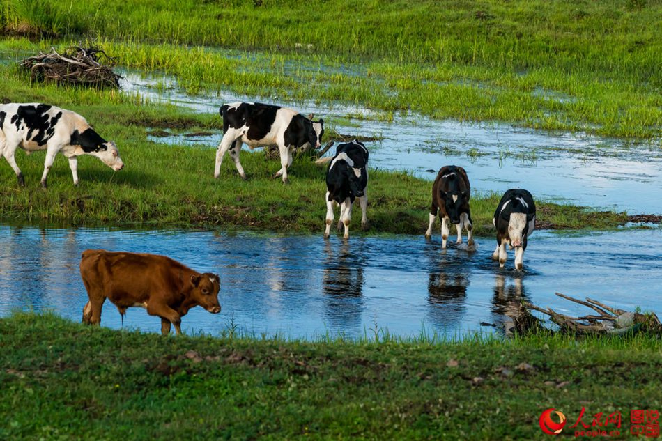 Breathtaking scenery of Hulun Buir grassland