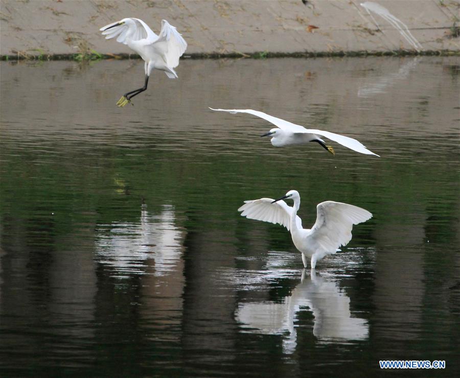 Egrets dance in river