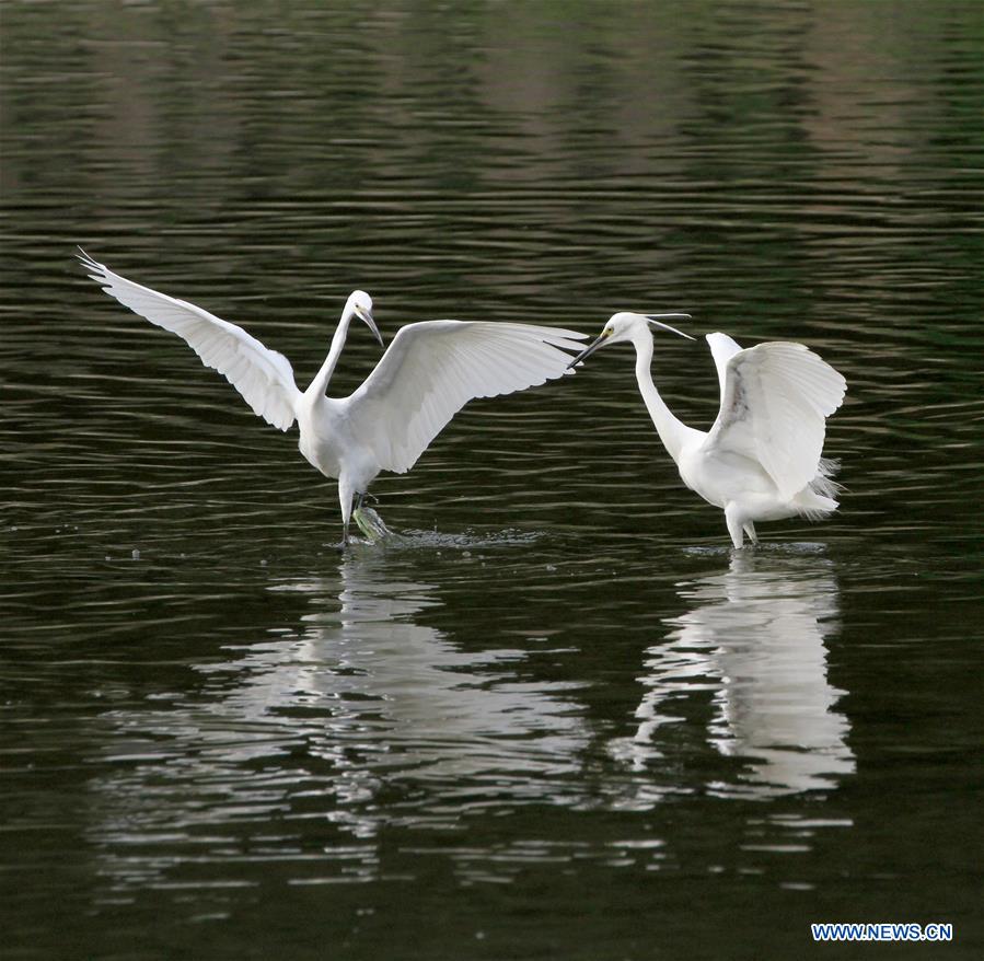 Egrets dance in river